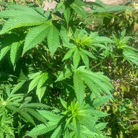 AutoWhite Widow 2 seeds  growlog photo: W&w#2