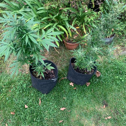 Night Queen 2 seeds growlog photo: Night Queens
