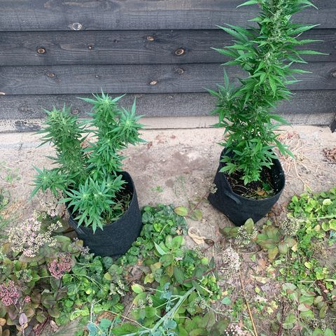 1)Auto Mimosa Punch 2)Auto Sweet Bourbon Sweet Kush  growlog photo: Sweet bourbon kush & Mimosa Punch 