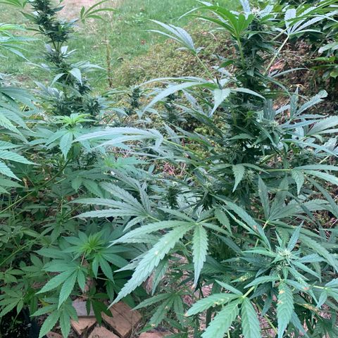 Auto Euforia 2 seeds  growlog photo: Euforias 