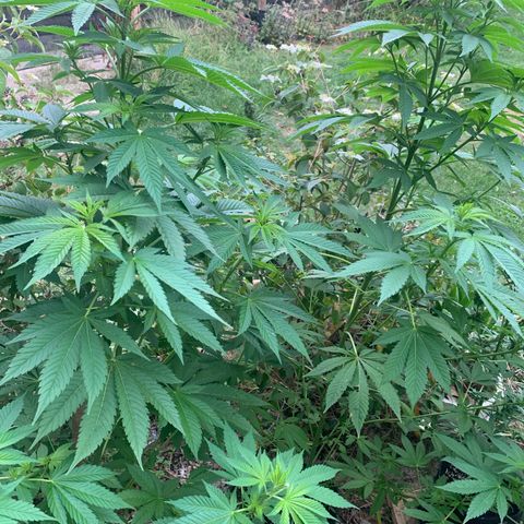AutoWhite Widow 2 seeds  growlog photo: Wihte Widow
