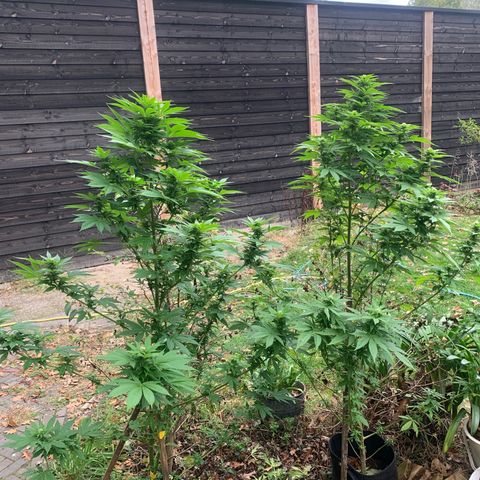 AutoWhite Widow 2 seeds  growlog timeline photo