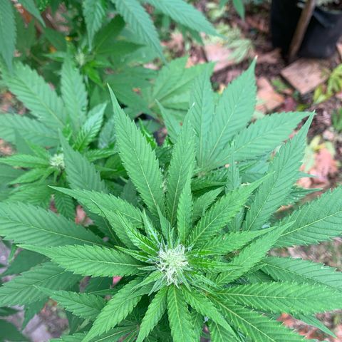 AutoWhite Widow 2 seeds  growlog timeline photo