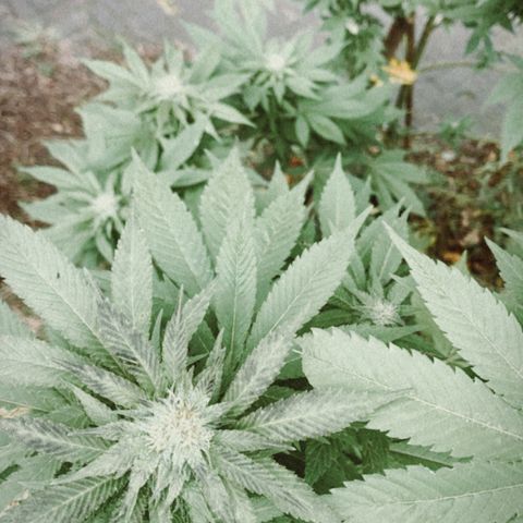 AutoWhite Widow 2 seeds  growlog timeline photo