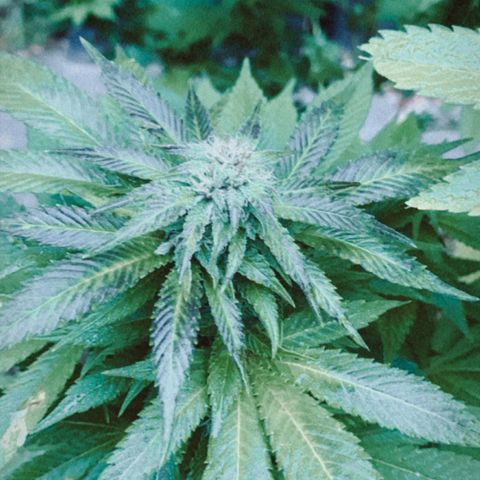 AutoWhite Widow 2 seeds  growlog timeline photo