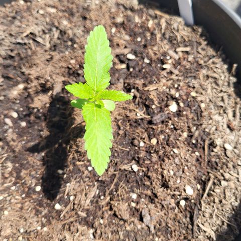 Johnny (topped) growlog timeline photo