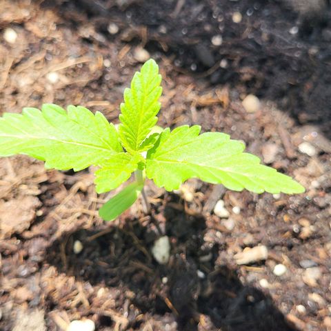 Candy Kush Express "Jane" growlog timeline photo
