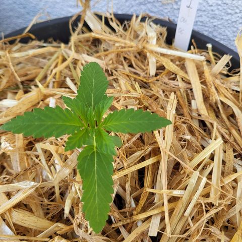 Johnny (topped) growlog timeline photo