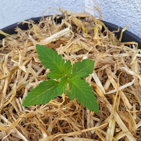 Candy Kush Express "Jane" growlog timeline photo