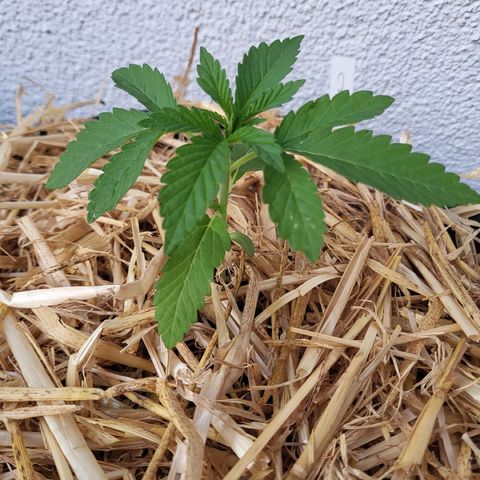 Johnny (topped) growlog timeline photo