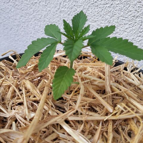 Candy Kush Express "Jane" growlog timeline photo