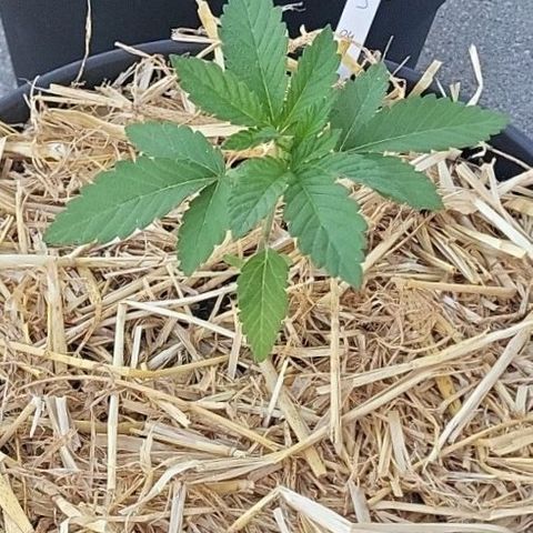 Candy Kush Express "Jane" growlog timeline photo