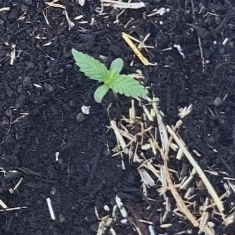 Jack Herer Auto growlog timeline photo