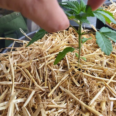 Candy Kush Express "Jane" growlog timeline photo