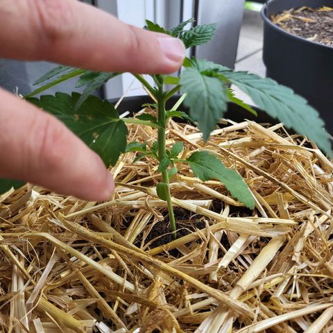 Johnny (topped) growlog timeline photo