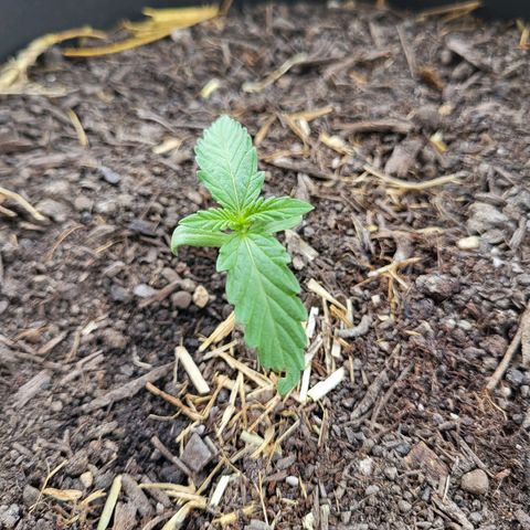 Jack Herer Auto growlog timeline photo