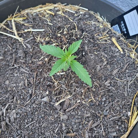 Jack Herer Auto growlog timeline photo