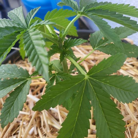 Johnny (topped) growlog timeline photo