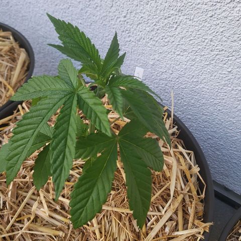 Candy Kush Express "Jane" growlog timeline photo