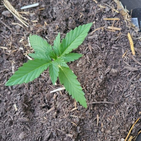 Jack Herer Auto growlog timeline photo