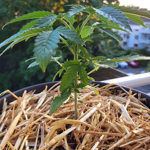 Johnny (topped) growlog timeline photo