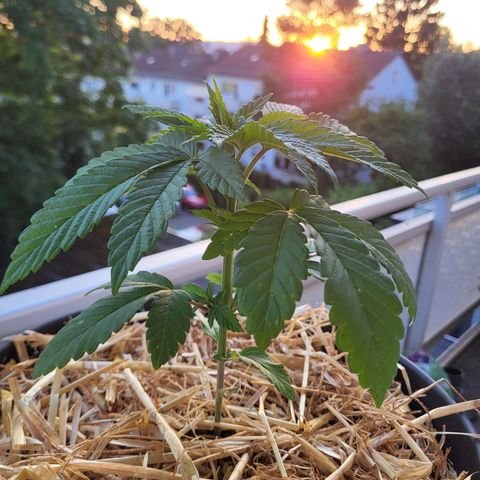 Candy Kush Express "Jane" growlog timeline photo