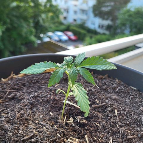 Jack Herer Auto growlog timeline photo