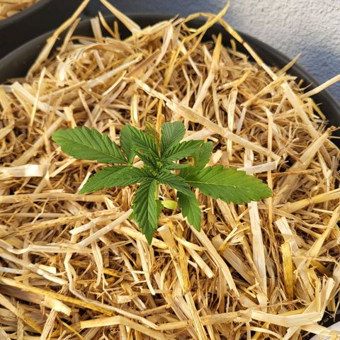Jack Herer Auto growlog timeline photo