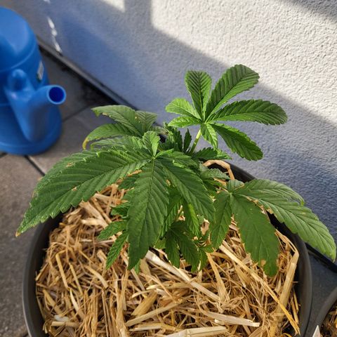 Johnny (topped) growlog timeline photo