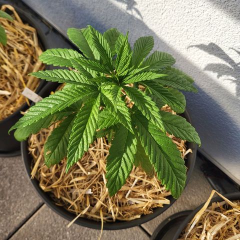 Candy Kush Express "Jane" growlog timeline photo