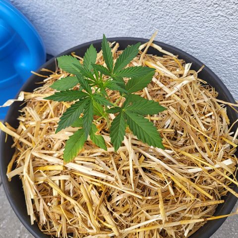 Jack Herer Auto growlog timeline photo