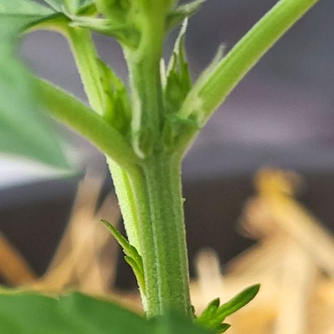 Jack Herer Auto growlog timeline photo