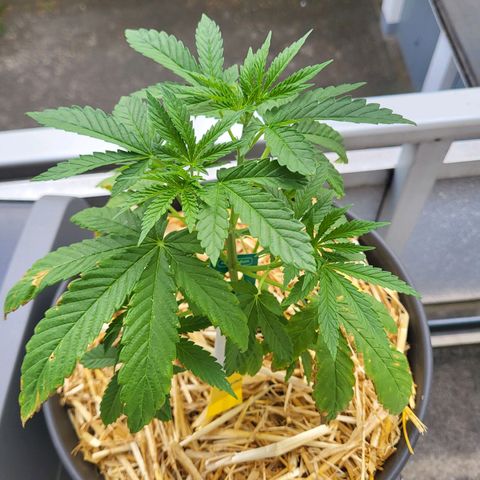 Johnny (topped) growlog timeline photo