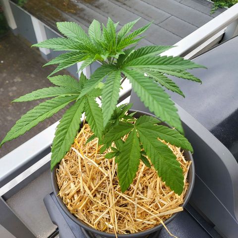 Candy Kush Express "Jane" growlog timeline photo