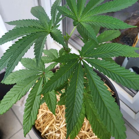 Candy Kush Express "Jane" growlog photo: Topped