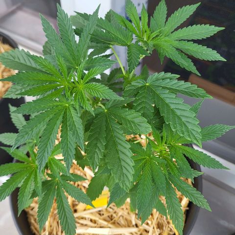 Johnny (topped) growlog timeline photo