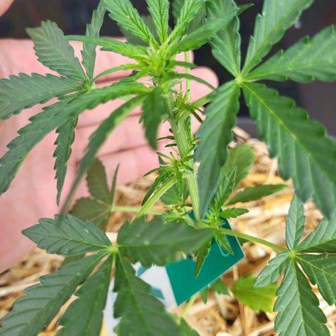 Jack Herer Auto growlog timeline photo