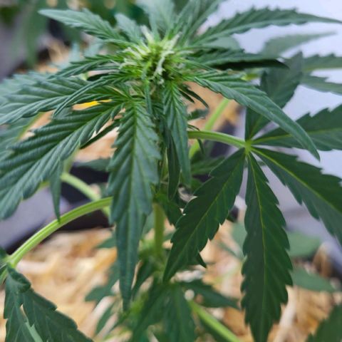Jack Herer Auto growlog timeline photo