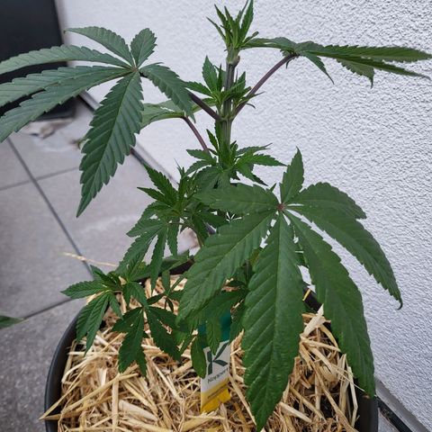 Candy Kush Express "Jane" growlog timeline photo
