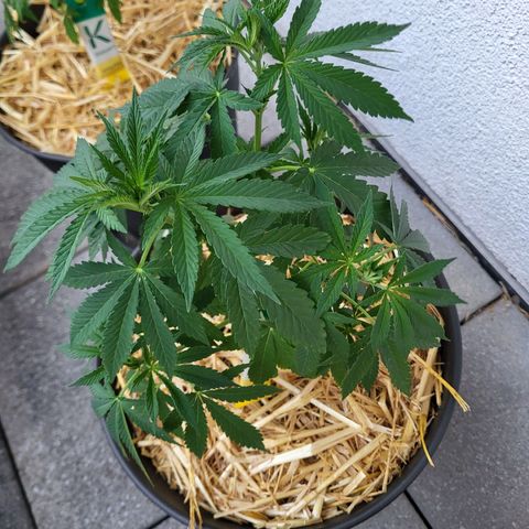 Johnny (topped) growlog timeline photo