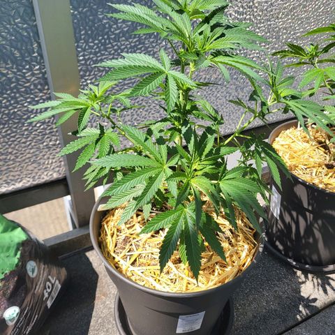 Johnny (topped) growlog photo: Defoliation