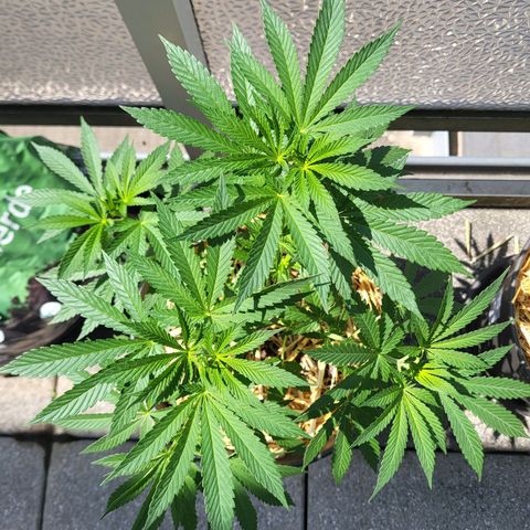 Johnny (topped) growlog photo: Defoliation