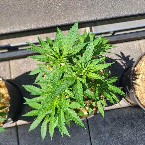 Candy Kush Express "Jane" growlog photo: Defoliation