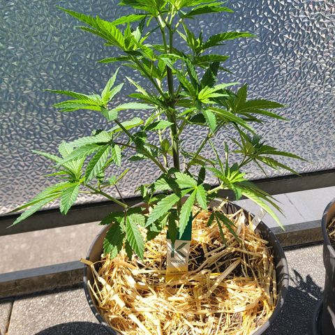 Candy Kush Express "Jane" growlog photo: Defoliation