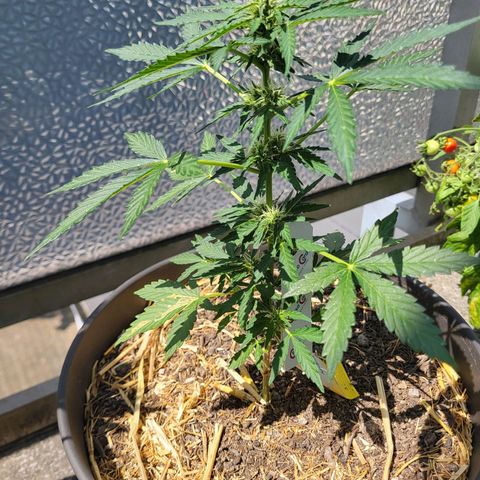 Jack Herer Auto growlog timeline photo