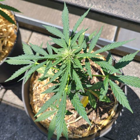 Jack Herer Auto growlog timeline photo
