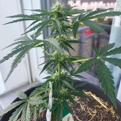 Jack Herer Auto growlog timeline photo