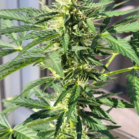 Jack Herer Auto growlog timeline photo