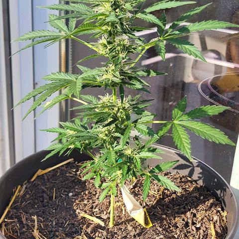 Jack Herer Auto growlog timeline photo