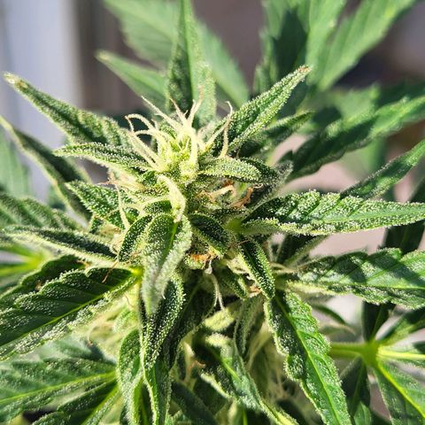 Jack Herer Auto growlog timeline photo